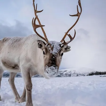 Appartement Arctic Aurora I Sauna I Family & Groups Tromsø
