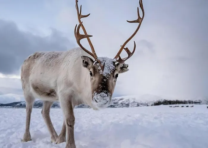 Daire Arctic Aurora I Sauna I Family & Groups Tromsø